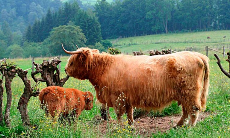 Alimentar a las Vacas de Highland: Métodos y Consejos Prácticos