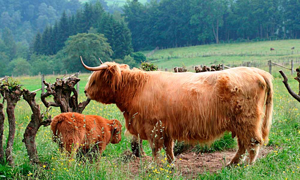Alimentar a las Vacas de Highland: Métodos y Consejos Prácticos
