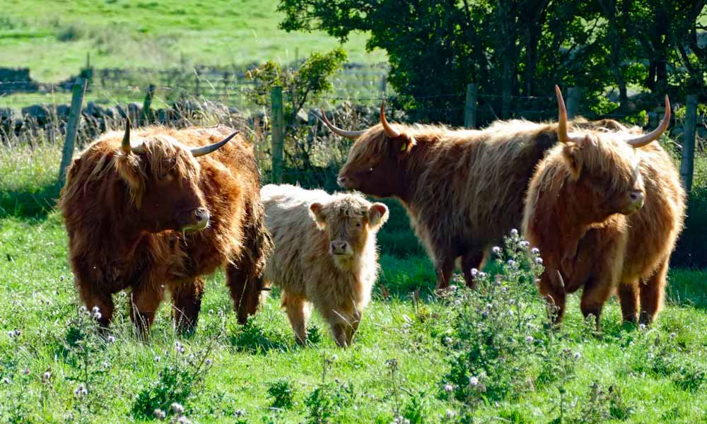 Cómo Determinar la Cantidad de Acres Necesarios por Vaca Highland
