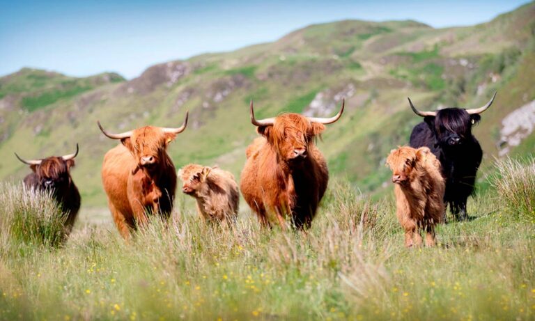 Cómo Determinar la Cantidad de Forraje para Tus Vacas Highland Durante el Invierno
