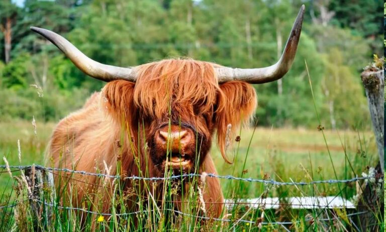 Cómo Manejamos las Vallas para Vacas Highland