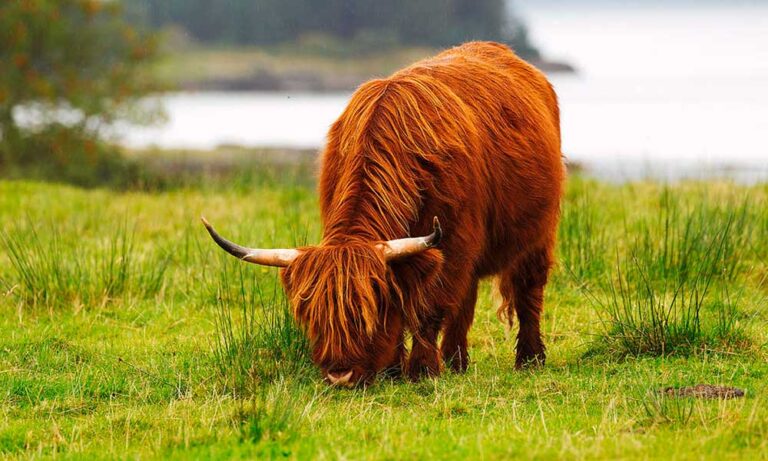 Cómo Sacar el Máximo Provecho de tu Ganado Highland: Guía del Momento Ideal para el Sacrificio