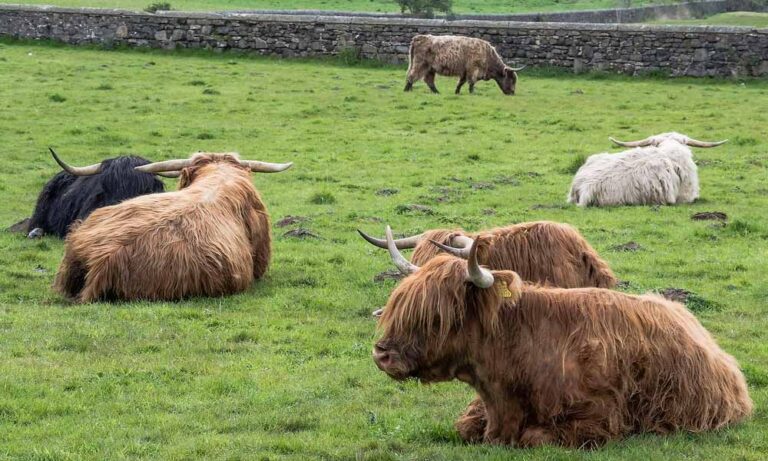 ¿Cómo se llevan las Vacas Highland con otros Animales?