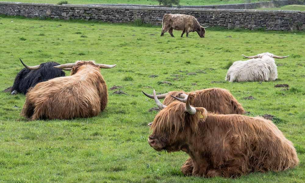 ¿Cómo se llevan las Vacas Highland con otros Animales?