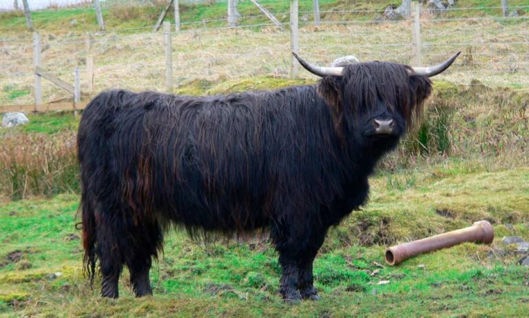 Consejos para Manejar Vacas Highland y el Kit de Primeros Auxilios Ideal