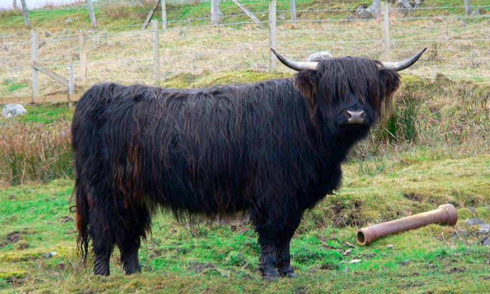 Consejos para Manejar Vacas Highland y el Kit de Primeros Auxilios Ideal