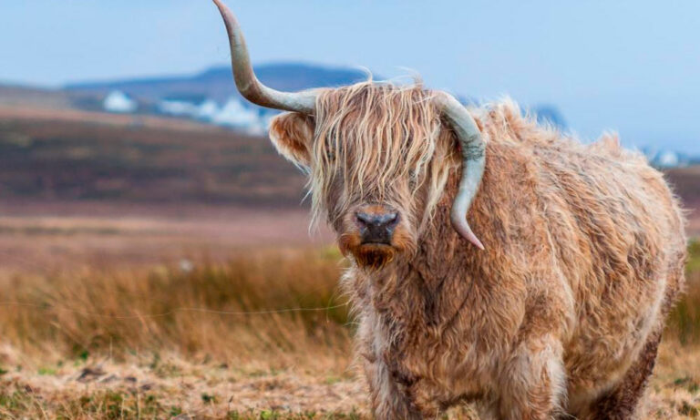 Cuidado Invernal para las Vacas Highland: Mitos y Realidades