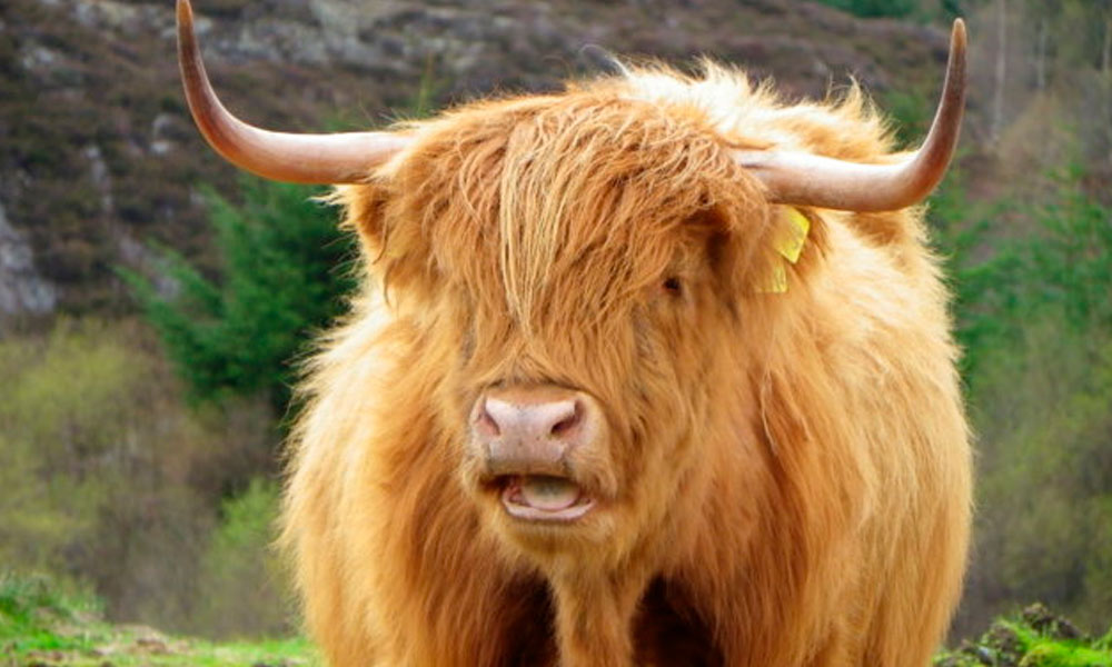 Descubriendo las Vacas de Highland: Un Corte de Carne Superior