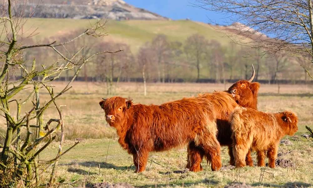 El Arte de la Cría de Vacas Highland: Seguridad en la Propiedad y Estrategias de Reproducción
