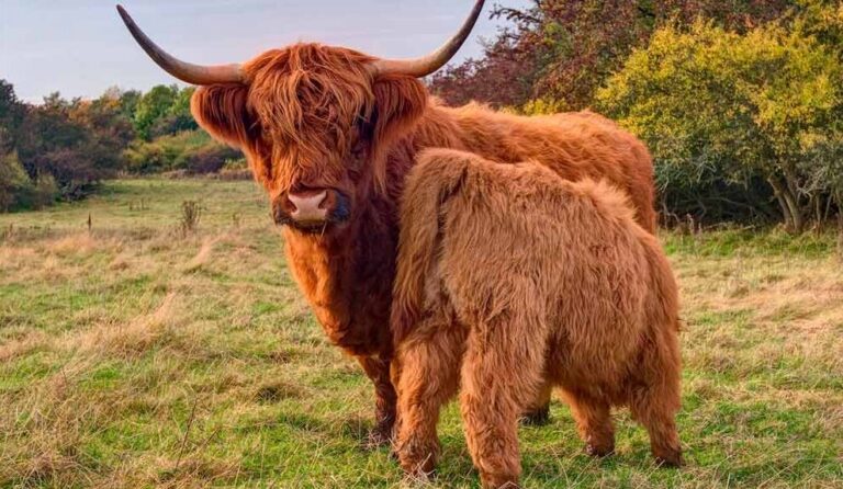 Instalaciones necesarias para criar Vacas de Highland: Así lo hacemos en Carne de Highland