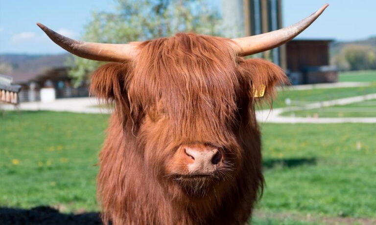 Vacas Highland: Origen y Tipo de Carne