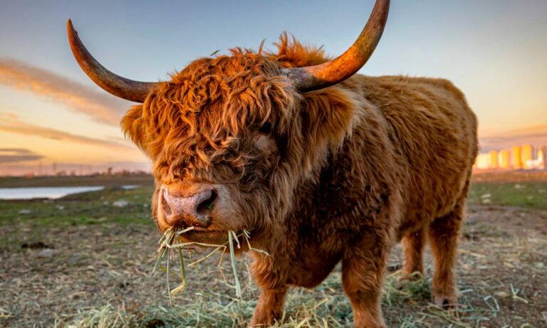 Vacas de Highland: La Elección Entre Grassfed y Grain Finished