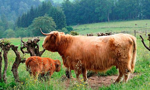 Alimentar-a-las-Vacas-de-Highland-Metodos-y-Consejos-Practicos