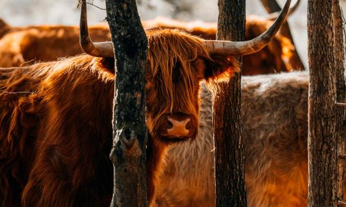 Como-Cuidar-de-las-Vacas-Highland-Importancia-de-la-Compañía-de-su-Especie