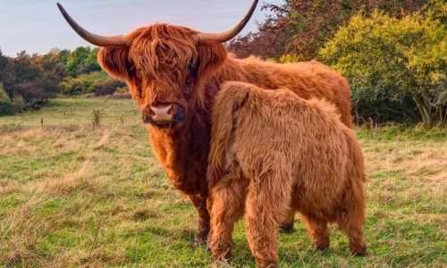 Instalaciones-necesarias-para-criar-Vacas-de-Highland-Así-lo-hacemos-en-Carne-de-Highland